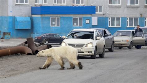 Starving Polar Bear Wanders Into Siberian Town New Hampshire Public