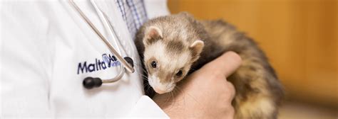 Experience petcare made easy with an optimum wellness plan®. Pocket Pet Veterinarian Near Me 12020 - Malta Animal Hospital