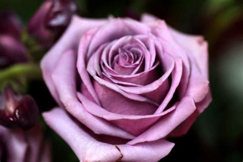 Lavender Roses Images Meaning Pics Wallpapers Photos Pictures Bouquet