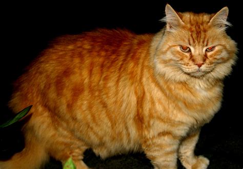 Real Life Garfield 2 By Angelic Painter On Deviantart