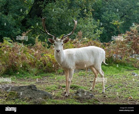 English Fallow Deer Hi Res Stock Photography And Images Alamy