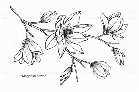 Magnolia Flower Drawing Illustration Black And White With Line Art