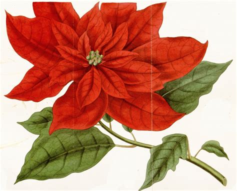 Poinsettia Antique Botanical Illustration