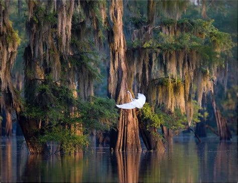 Atchafalaya The Biggest Swamp In The States Louisiana Art