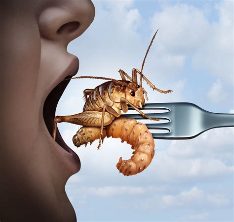 Un Plan To Demand Developed Countries Restrict Eating Meat Eat Bugs