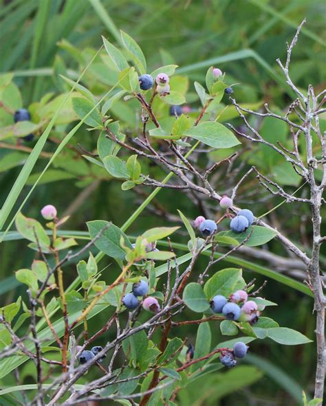 Maryland Biodiversity Project Northern Highbush Blueberry Vaccinium