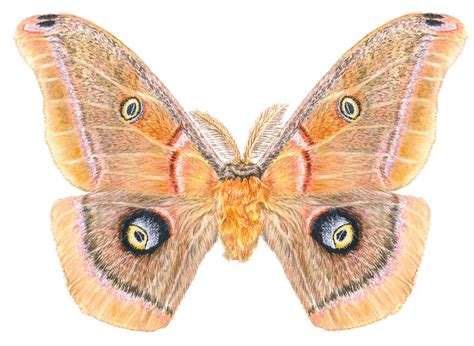 Moth Watercolor Painting Antheraea Polyphemus Moth Fine Art Print