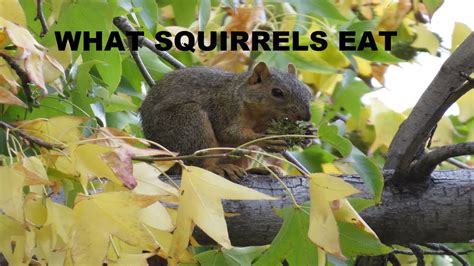 What Do Squirrels Eat ~ Squirrel Food ~ Squirrels Eating ~ Backyard