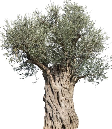 Olive Tree Png 10 Free Cliparts Download Images On Clipground 2024