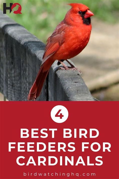 These Are The Best Cardinal Bird Feeders I Use These Feeders In My