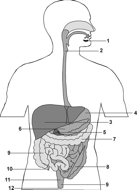 Digestive System Labelled Diagram Quizlet
