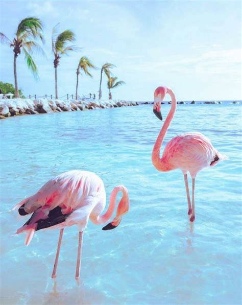 Pin By Vivi On Flamingo Pink And Things I Love Flamingo Pictures