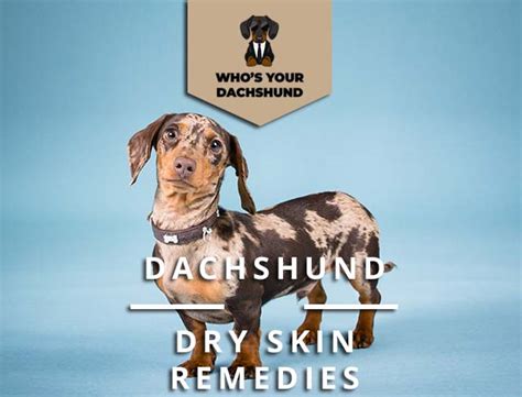 Dachshund Dry Skin Remedies Read More Now