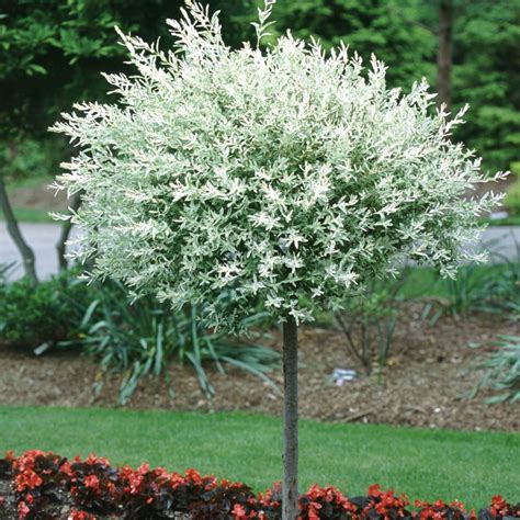 Salix integra 'hakuro nishiki.' that's quite a mouthful, and it doesn't even begin to describe this one's beauty. Salix Hakuro Nishiki | Spring Meadow - wholesale liners ...