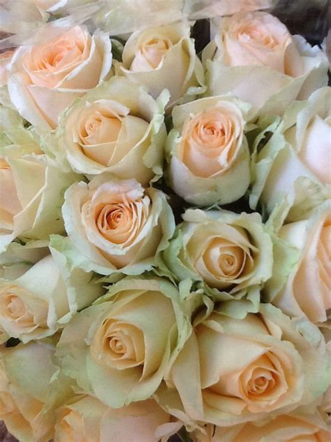 Peach Avalanche Roses Blush Flowers Bridal Flowers Cut Flowers Pink