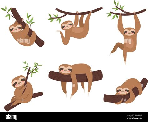 Sloth Characters Cute Sleepy Animal On Branch Tree Kid Climbing Vector
