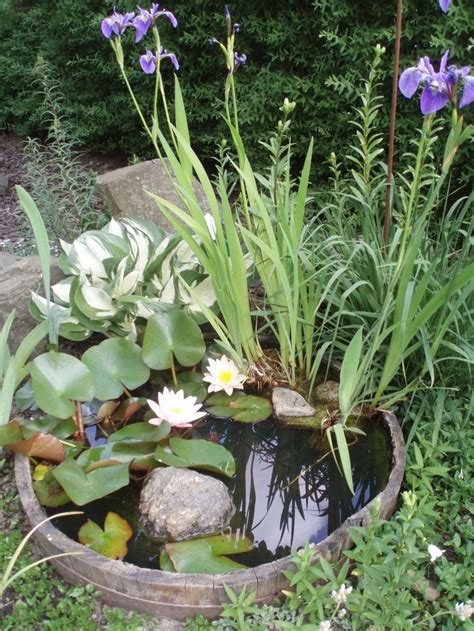 Check out the most beautiful miniature water lily varieties that you can grow in small ponds and containers for an aquatic garden!. 76 best Container Ponds & Ponds in a Pot images on Pinterest