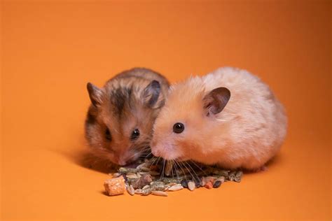 Can Hamsters Live Together In The Same Cage