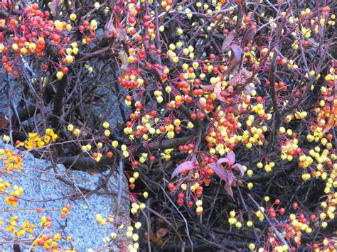 The Poisonous Berries Of Fall