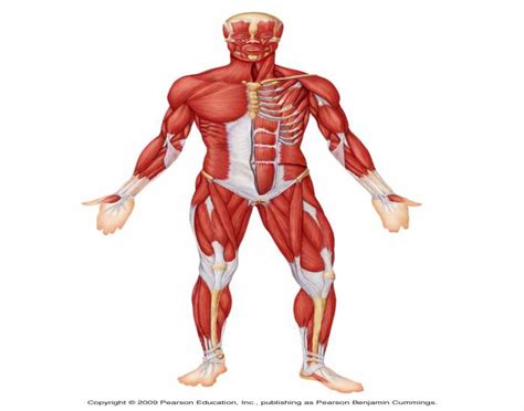 Muscles of the anterior surface of the body. Quiz