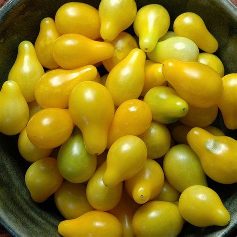Yellow Pear Tomatoes 012 Yellow Vegetables Tomato Fruit
