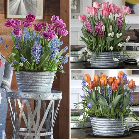 Large clusters of snow white flowers boast better fragrance than other varieties. Here's a cheerful way to begin the new year. Ready to grow ...
