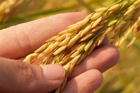 Araliya Rice Paddy Cultivation In Sri Lanka