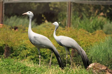 The Blue Crane Grus Paradisea Also Known As The Stanley Crane And