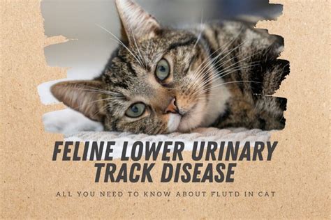 Feline Lower Urinary Tract Disease Flutd