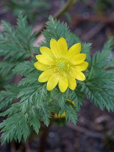 We did not find results for: Best Flowering Perennials for Shade | Plant Delights ...