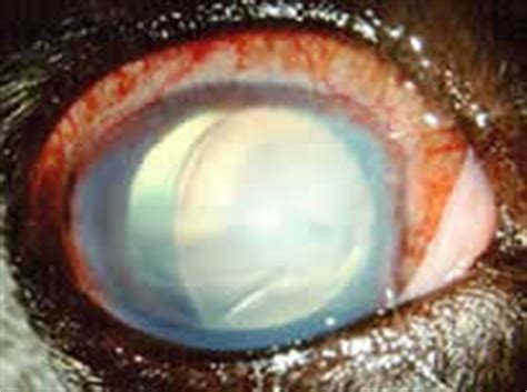 Steigt der augendruck erheblich und dauerhaft über diesen wert an, so wird vom erhöhten augeninnendruck gesprochen. Glaukom beim Hund Katze Pferd grüner Star beim Hund Katze ...