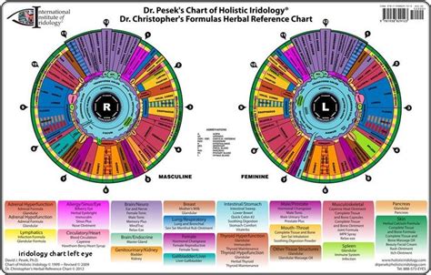 Iridology Chart Bernard Jensen