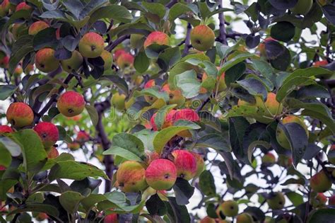 Apple Tree With Ripe Red Fruits Close Up Beautiful Red Ripe Apples On
