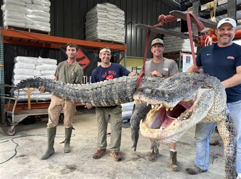 hunters catch mississippi state record alligator after 7 hour fight outdoor life