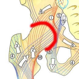 変形性股関節症は治るんですか？ | 嘘の無い治療院運営を。(同 ...