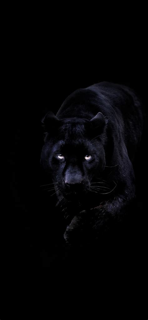 Aesthetic Black Panther Wallpapers Download Mobcup