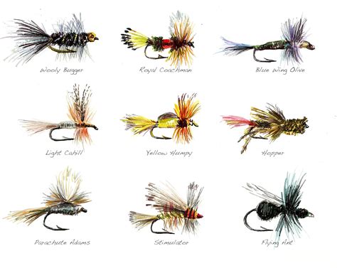 Fly Fishing Flies Limited Edition Watercolor Print By Cris