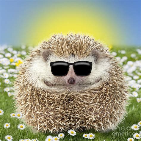 Hedgehog Wearing Easter Sunglasses In Spring Scene With Daisies Photograph By John Daniels Pixels