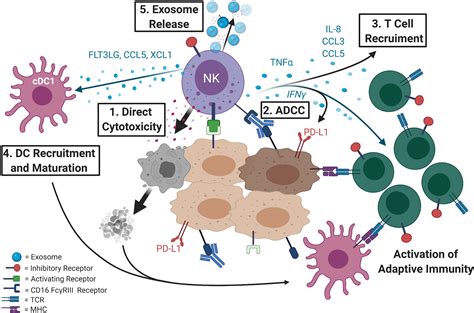 Frontiers Natural Killer Cells The Linchpin For Successful Cancer