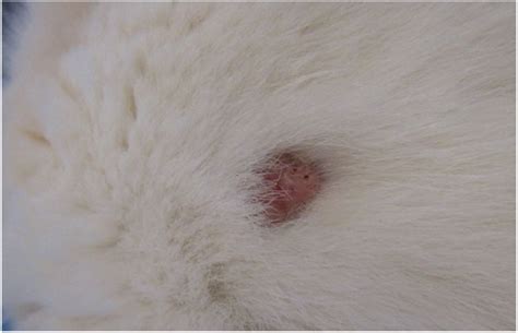 Mast Cell Tumor Cat Neck Booker Grove