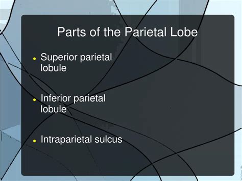 Ppt The Parietal Lobe Powerpoint Presentation Free Download Id5836872