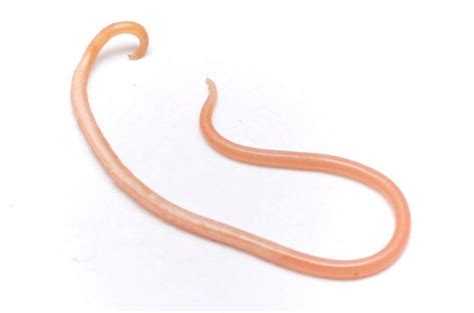 Worms In Humans Causes Symptoms And Treatment Recovery Time Prevention Wormin