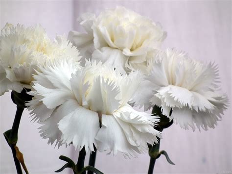 Carnation Carnations Flower White Carnations Carnations