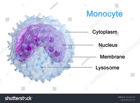 Monocyt Images Stock Photos And Vectors Shutterstock