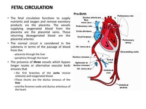 Ppt Development Of Arteries And Veins Powerpoint Presentation Id