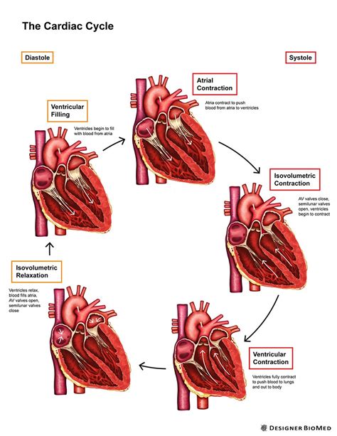 Cardiac Cycle Illustration By Designer BioMed Medical Illustration