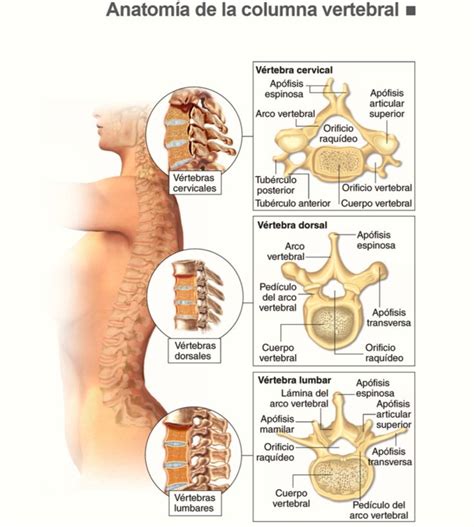 Partes de la columna vertebral fisioterapia Anatomía del esqueleto