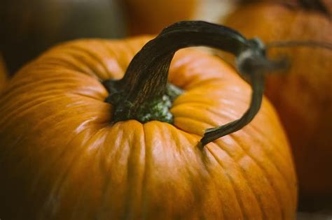 Cats really thrive when part of their diet comes from animal sources, explains purina senior nutritionist jan dempsey. Can Guinea Pigs Eat Pumpkin? (Hazards, Serving size & More)