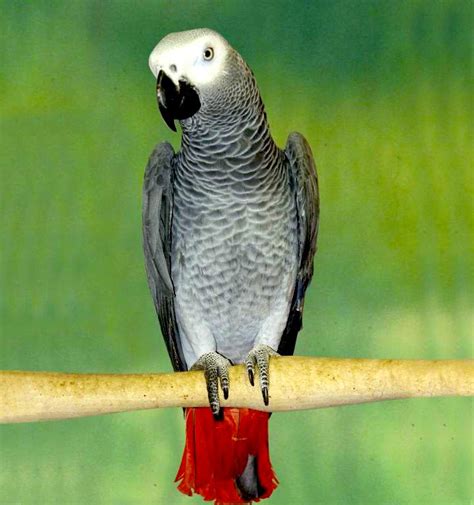 Un Perroquet Sous Son Toit African Grey Parrot African Grey
