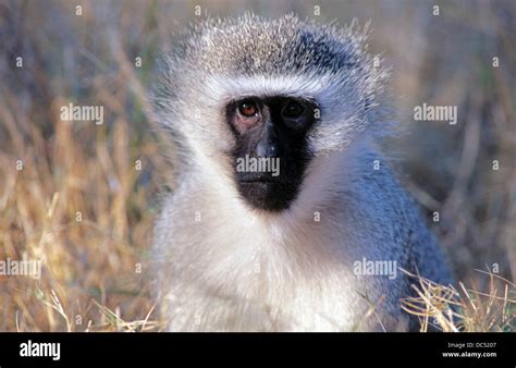 South African Vervet Monkey Looking Directly Into Camera Stock Photo
